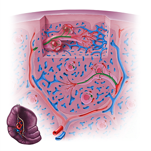 Central arteriole of spleen (#18127)