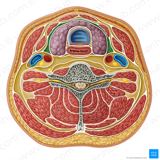 Pretracheal space (#16318)