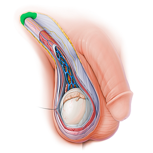 Superficial inguinal ring (#15127)