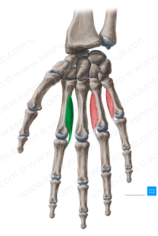 1st palmar interosseous muscle (#5498)
