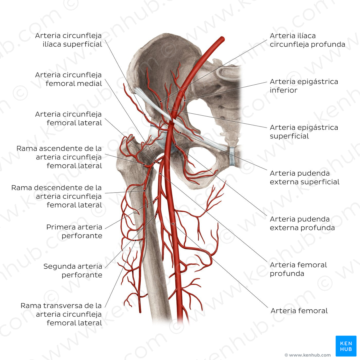 Femoral artery and its branches (Spanish)