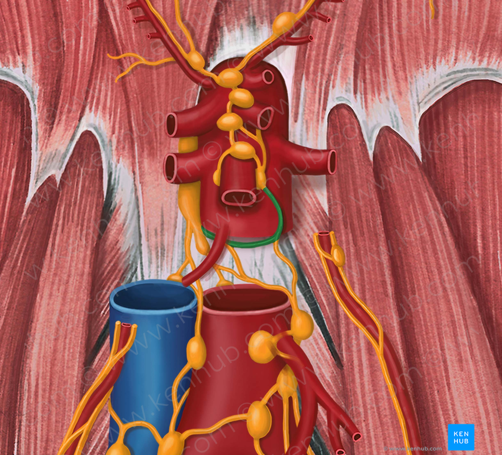 Intestinal lymphatic trunk (#9627)