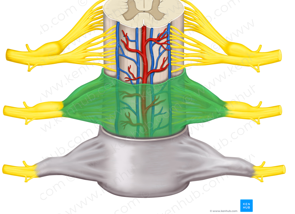 Arachnoid mater of spinal cord (#812)