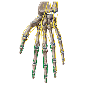 Proper palmar digital branches of median nerve (#6229)