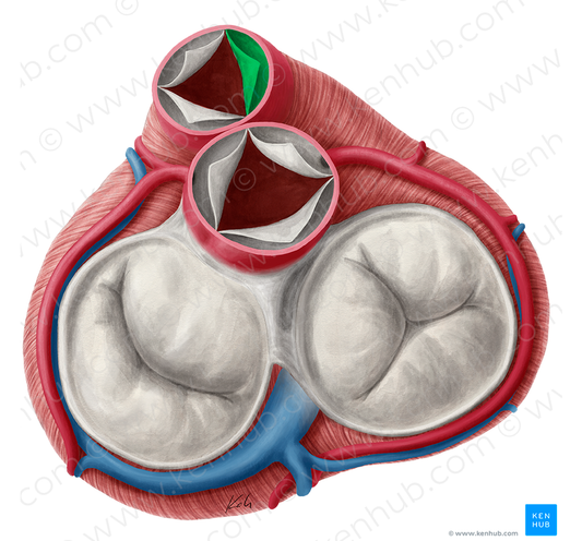 Right semilunar leaflet of pulmonary valve (#9922)