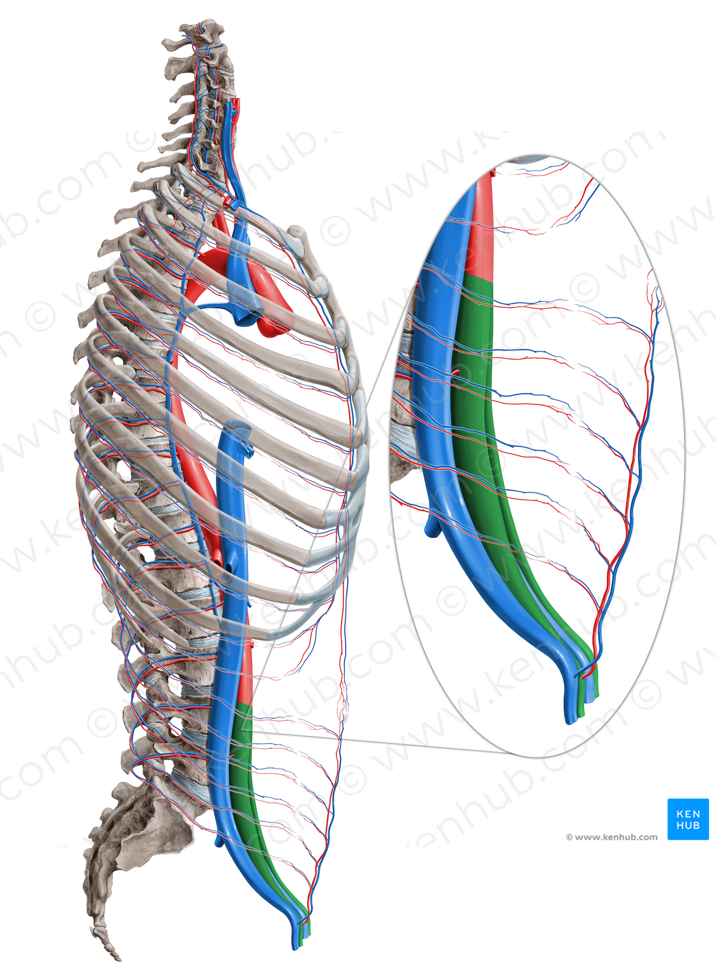 External iliac artery (#1397)