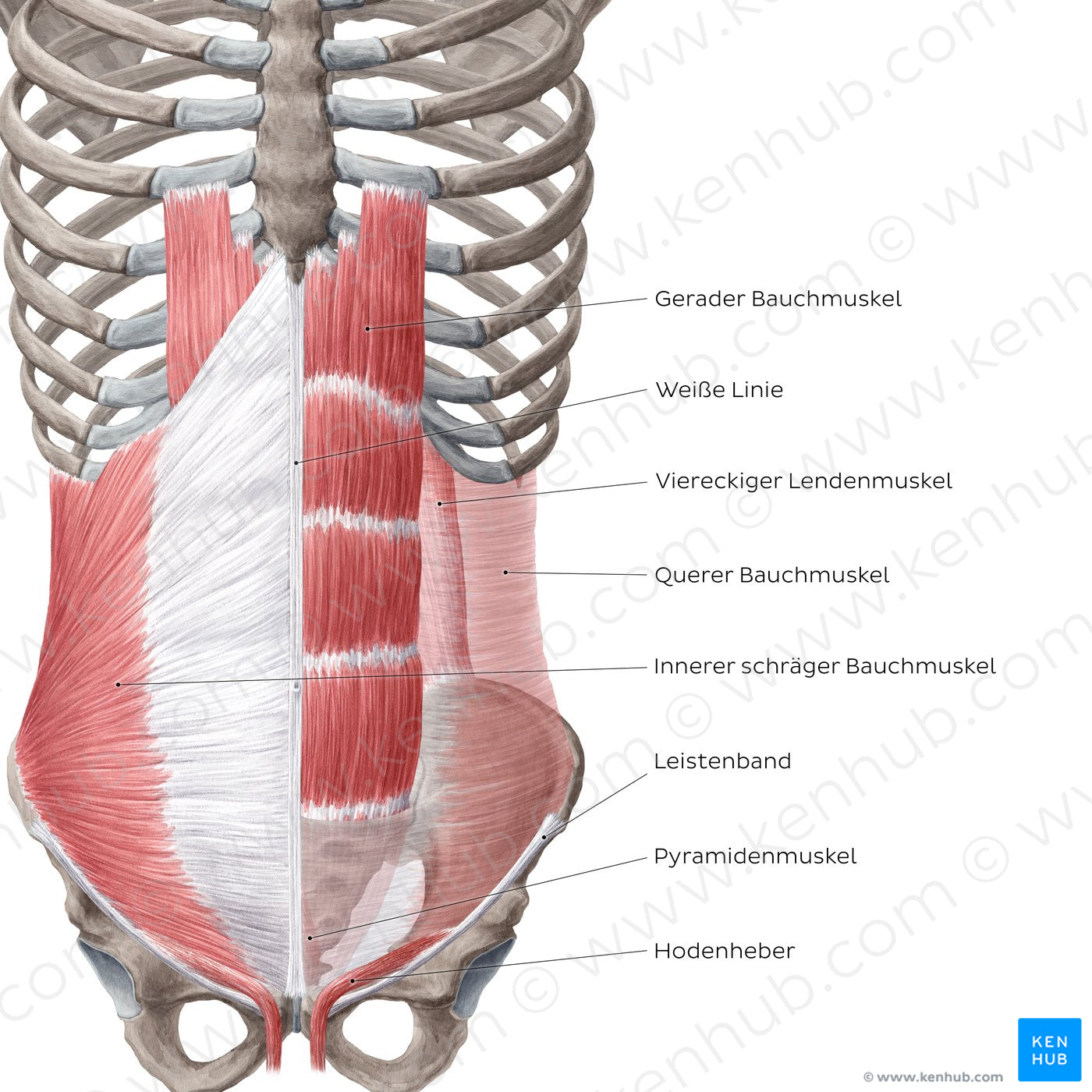 Muscles of the abdominal wall (German)