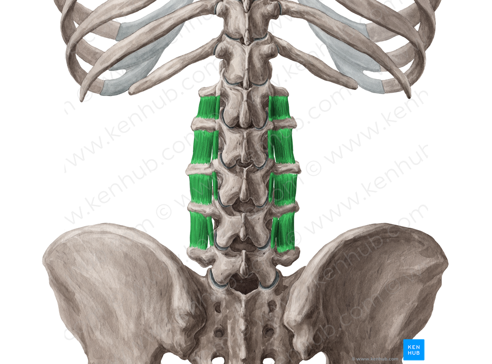 Intertransversarii lumborum muscles (#5146)