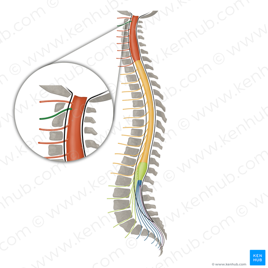Spinal nerve C2 (#16087)