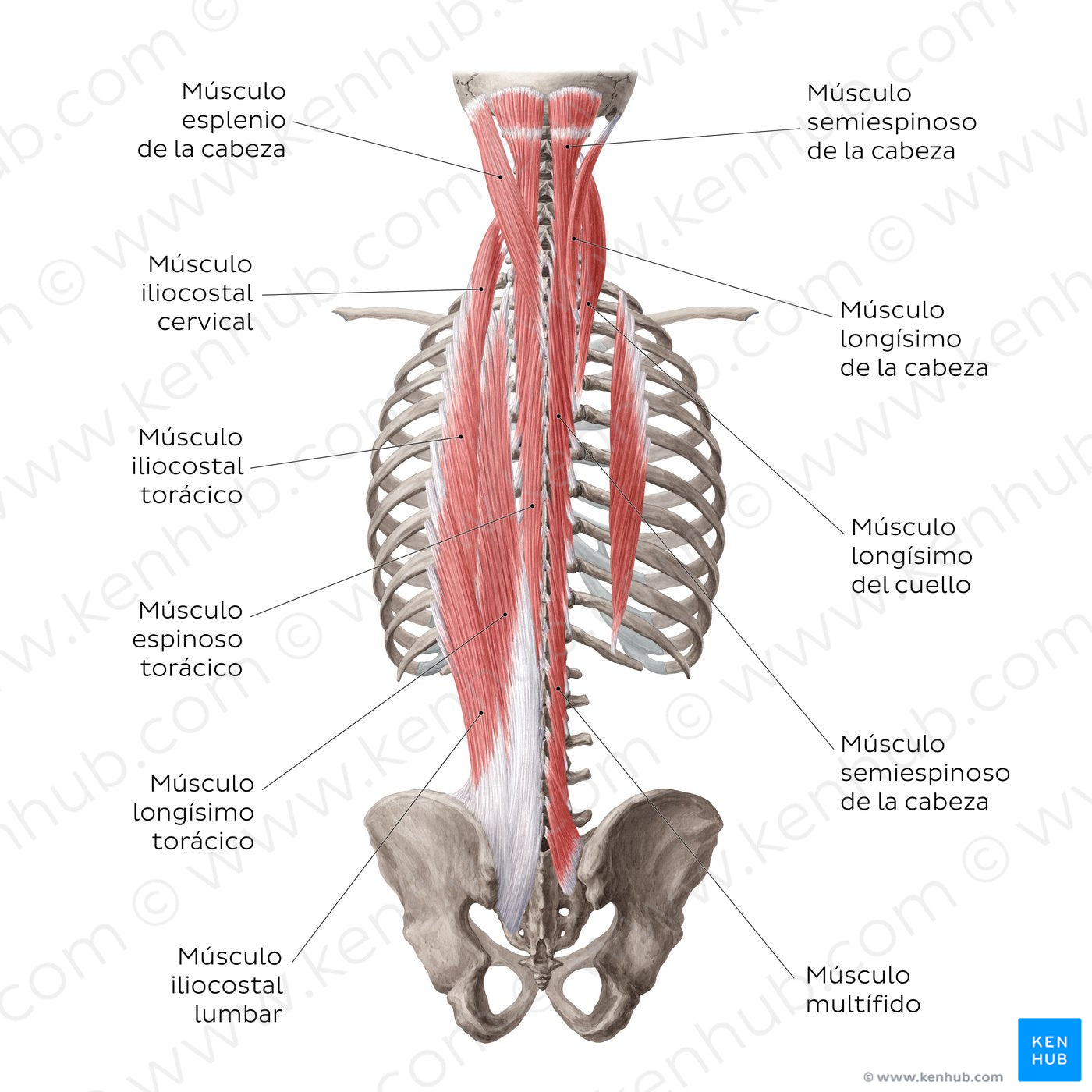 Superficial and intermediate deep back muscles (Spanish)