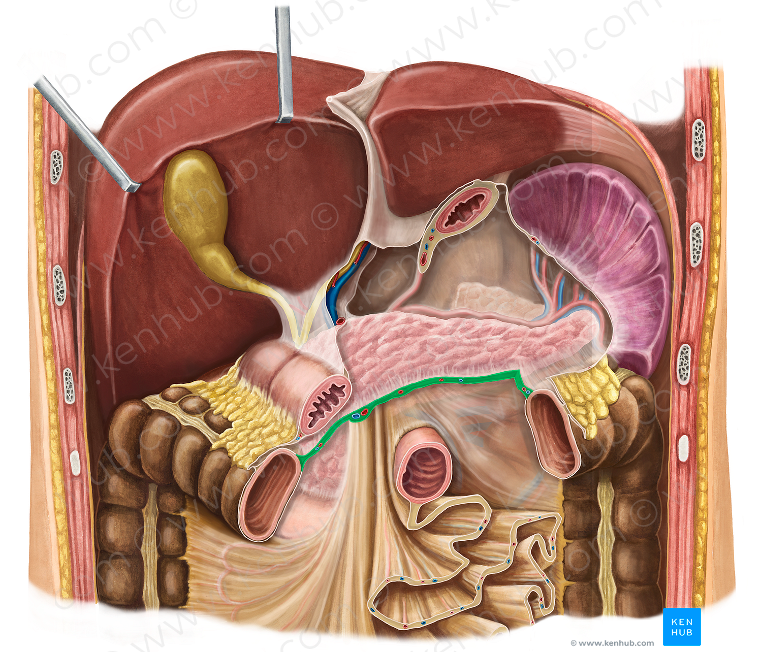 Root of transverse mesocolon (#8452)