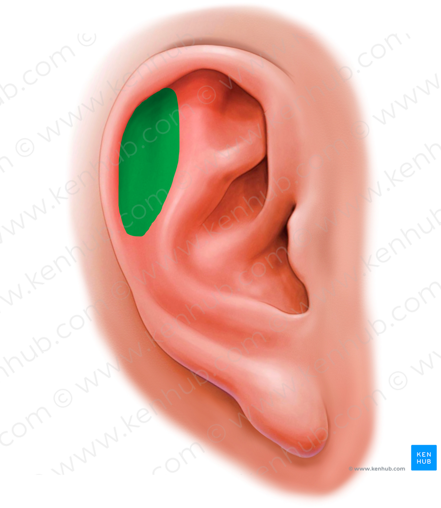 Scaphoid fossa of auricle (#20188)