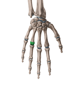 Head of 4th metacarpal bone (#2432)