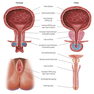 Urinary system - Landmarks (German)