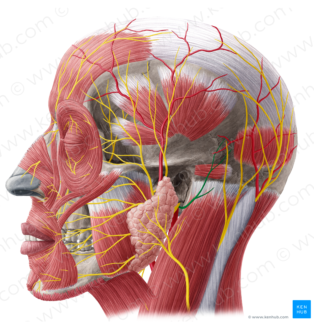 Posterior auricular nerve (#6332)