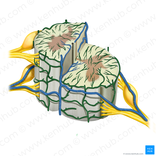 Coronal venous plexus (#8063)