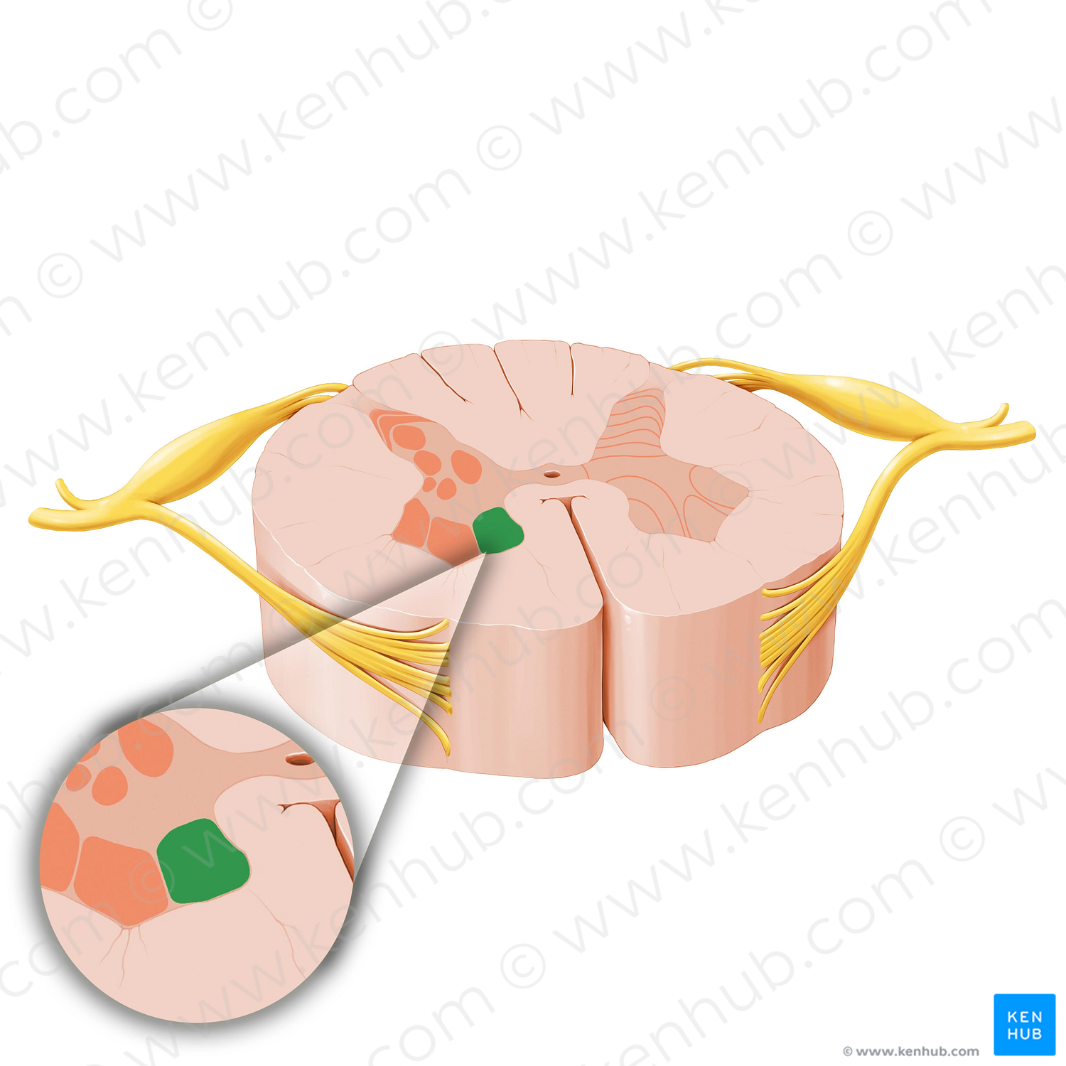 Medial motor nuclei of spinal nerves (#16198)