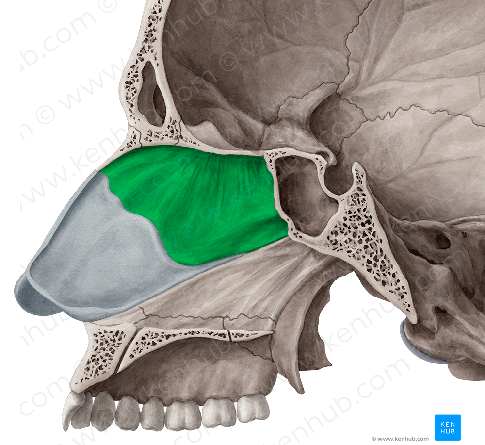 Perpendicular plate of ethmoid bone (#4407)