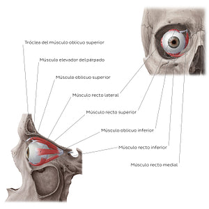 Muscles of the orbit (Spanish)