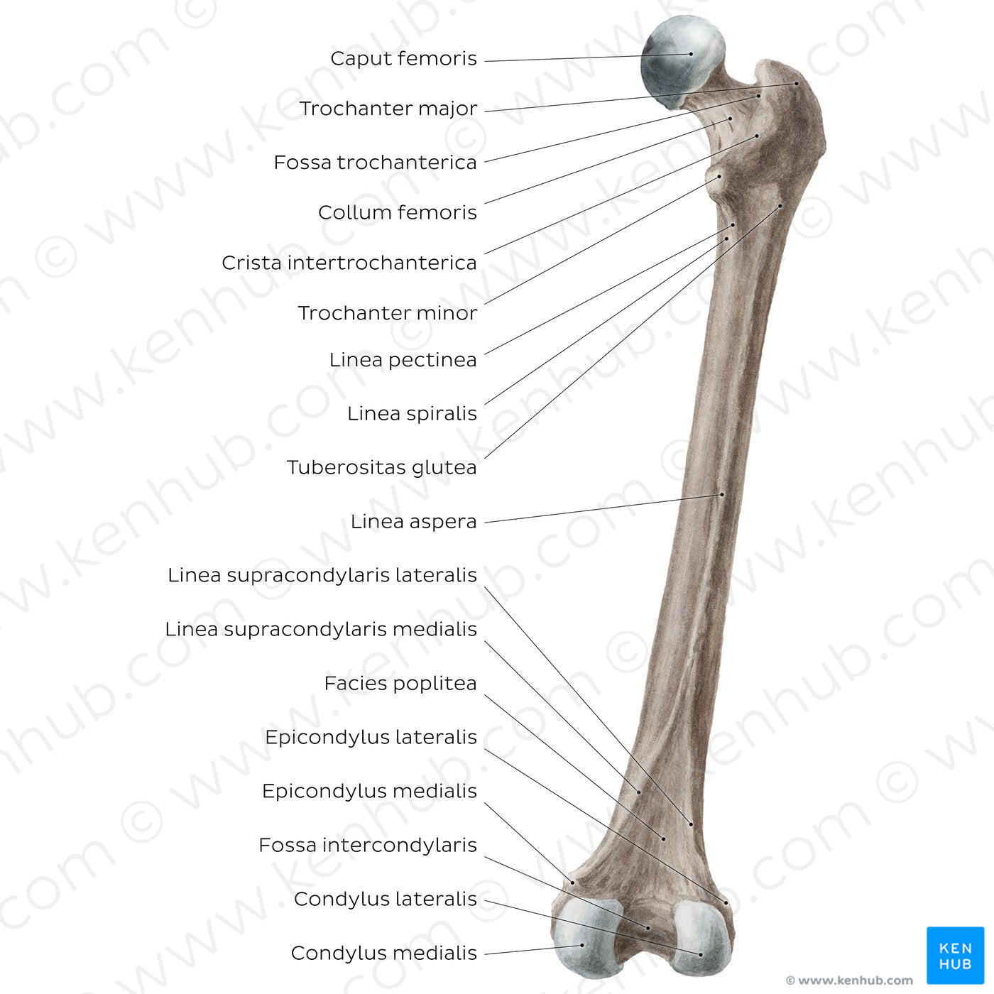 Femur (posterior view) (Latin)