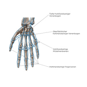 Veins of the hand: Palmar view (German)