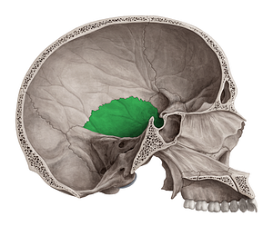 Squamous part of temporal bone (#20135)