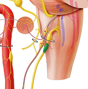 Inferior ganglion of vagus nerve (#3982)