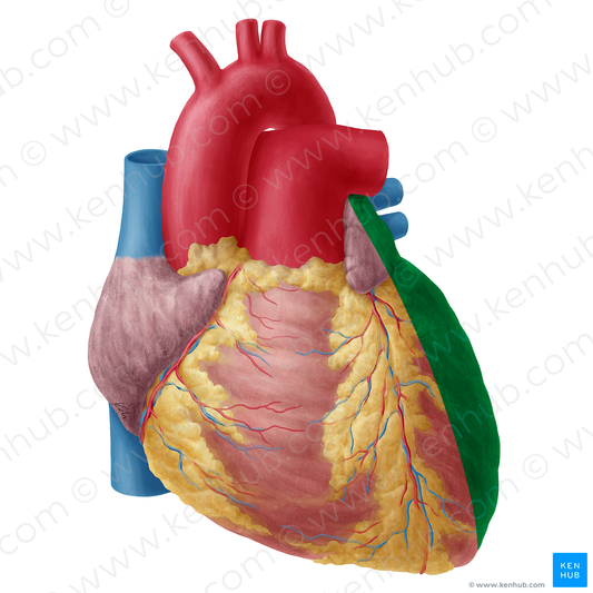 Left surface of heart (#20173)