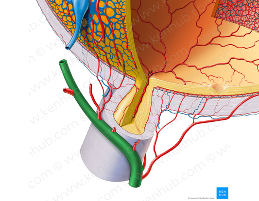 Ophthalmic artery (#1570)