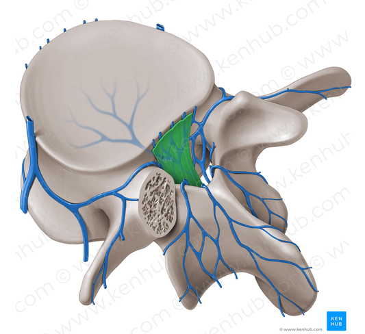 Posterior longitudinal ligament (#4576)