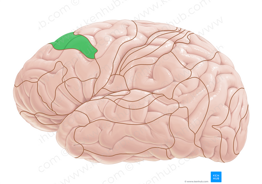 Brodmann area 8 (#17955)