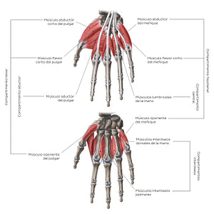 Muscles of the hand: Groups (Spanish)