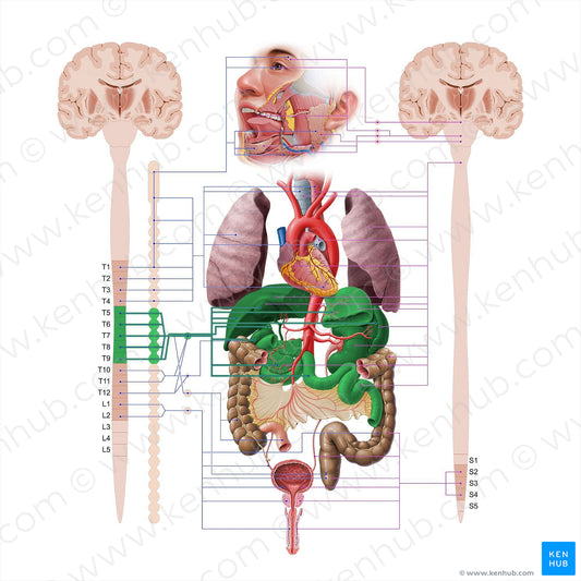 Greater thoracic splanchnic nerve (#18563)