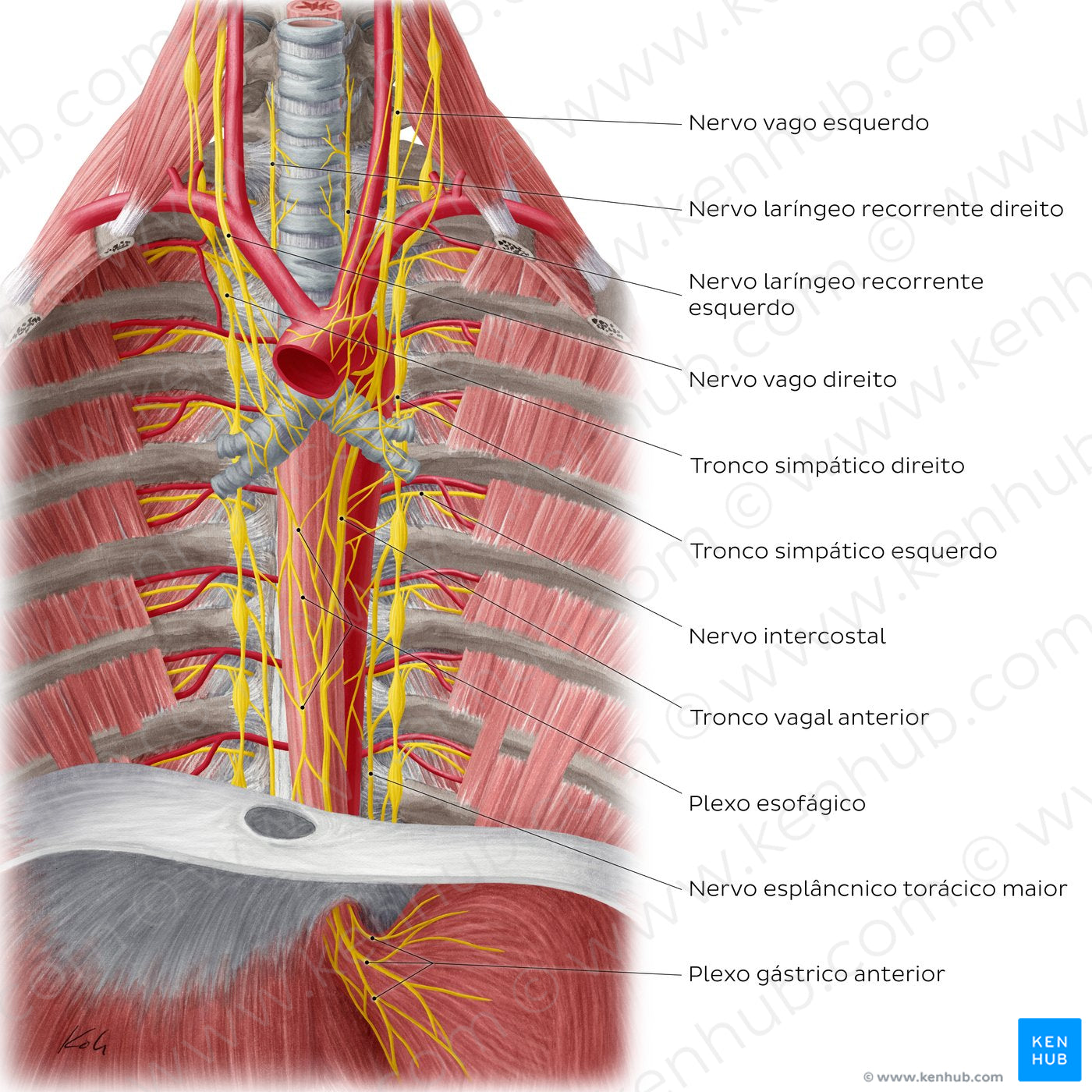 Nerves of the esophagus (Portuguese)
