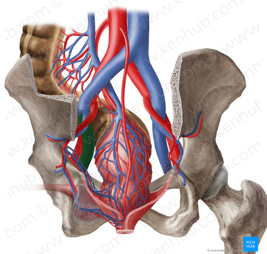 Left external iliac vein (#10309)