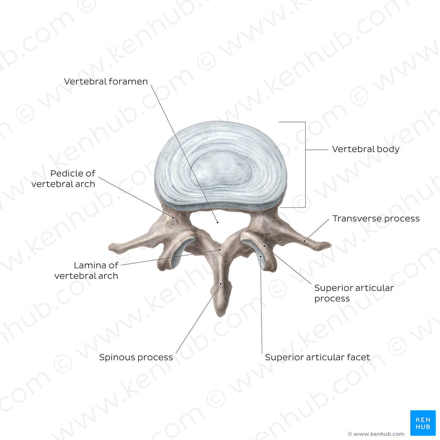 Typical vertebra (English)