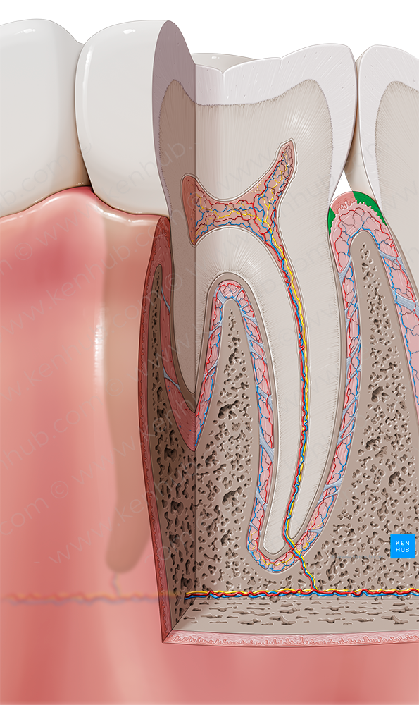 Alveolar gingiva (#7707)