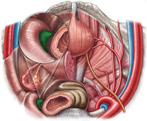 Left internal iliac vein (#10325)