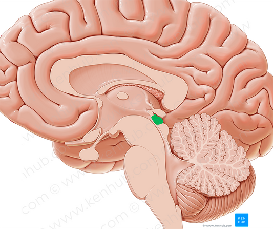 Superior colliculus (#2672)