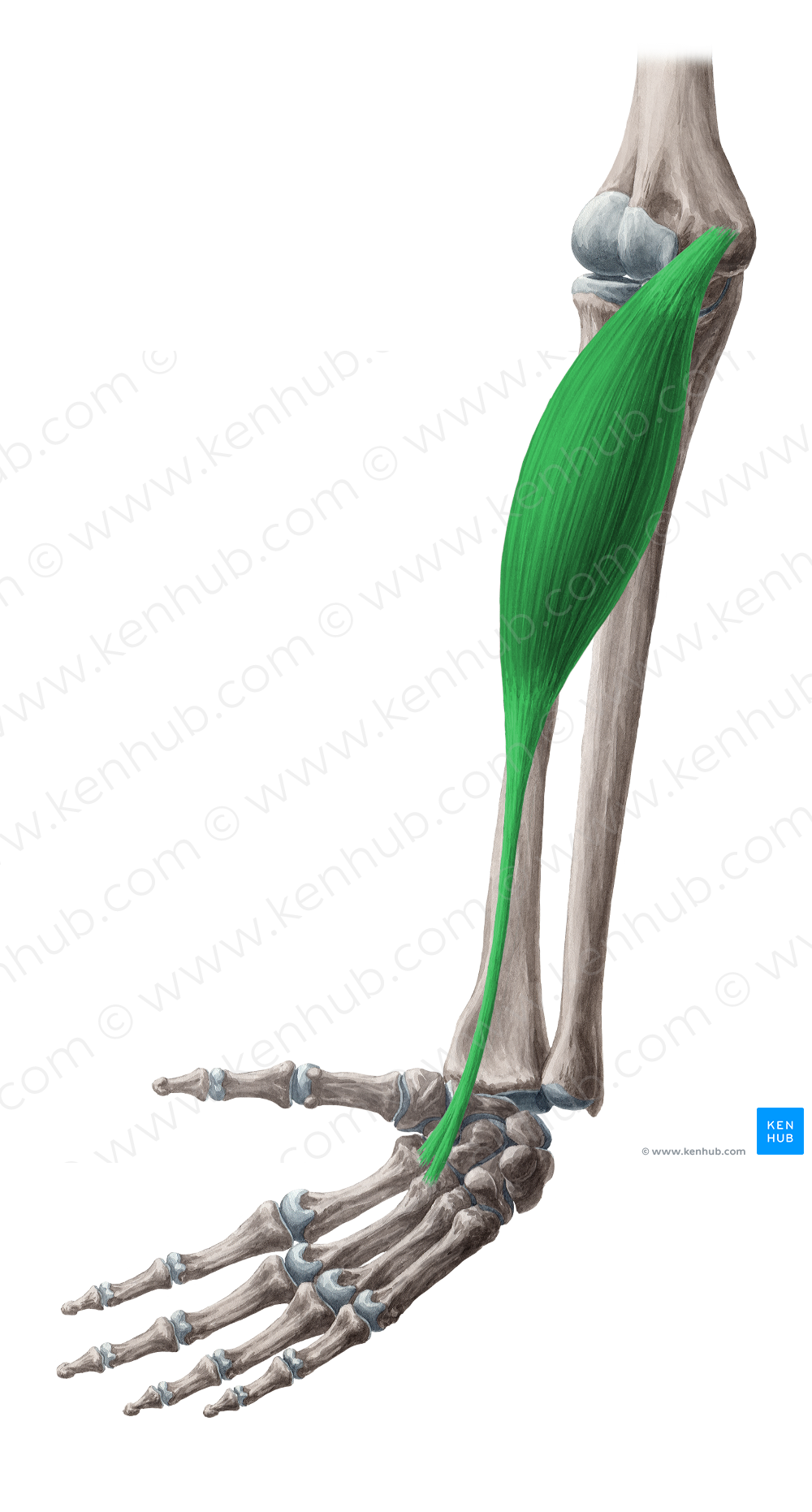 Flexor carpi radialis muscle (#5347)