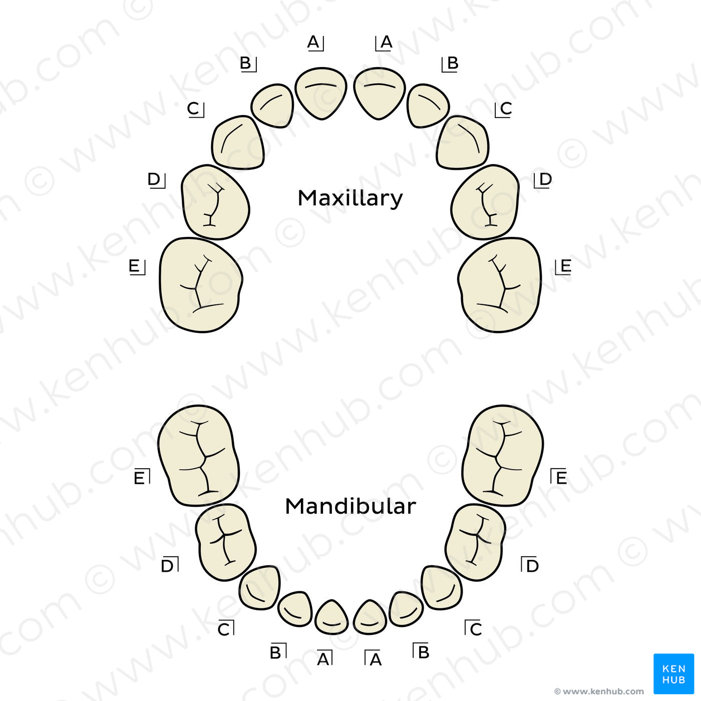 Palmer Notation Method (deciduous teeth) (English)