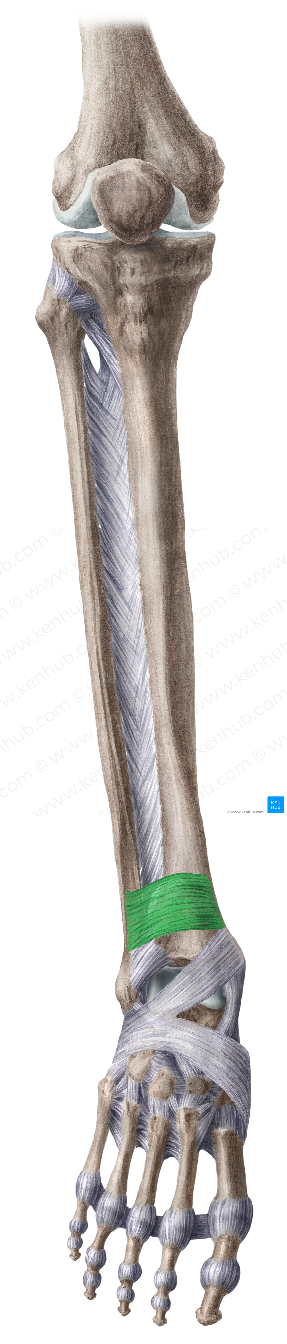 Superior extensor retinaculum (#8926)