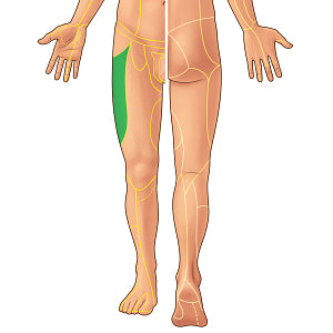 Lateral femoral cutaneous nerve (#21882)