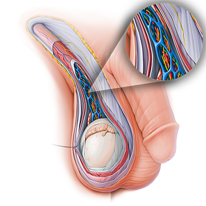 Lymphatic vessels of spermatic cord (#15139)