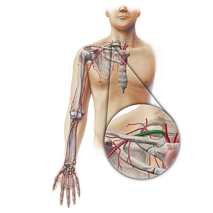 Right subclavian artery (#19336)