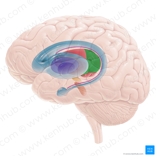 Pulvinar of thalamus (#16712)