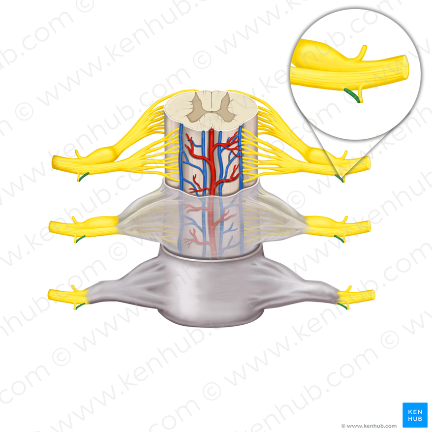 Gray ramus communicans of spinal nerve (#8635)