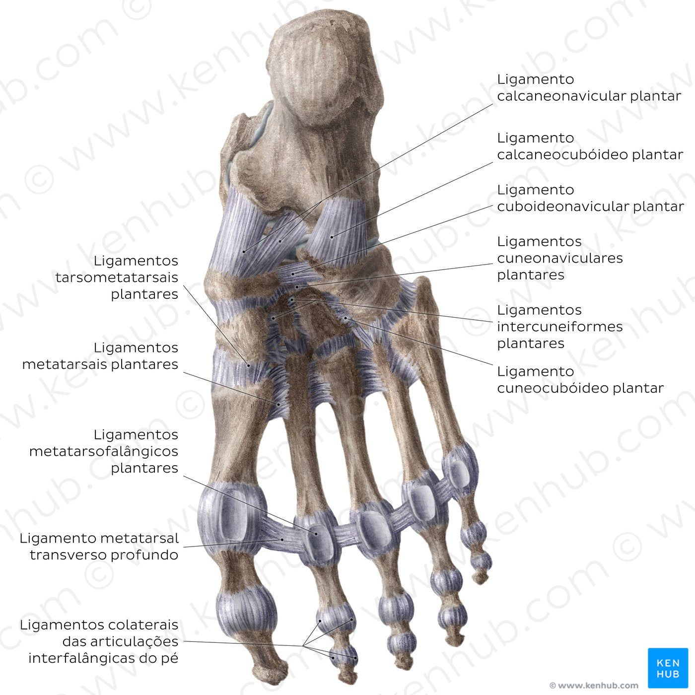 Ligaments of the foot (plantar view) (Portuguese)