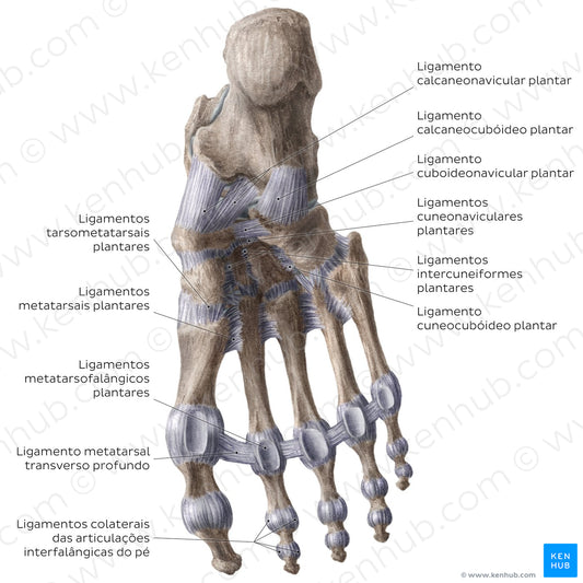 Ligaments of the foot (plantar view) (Portuguese)