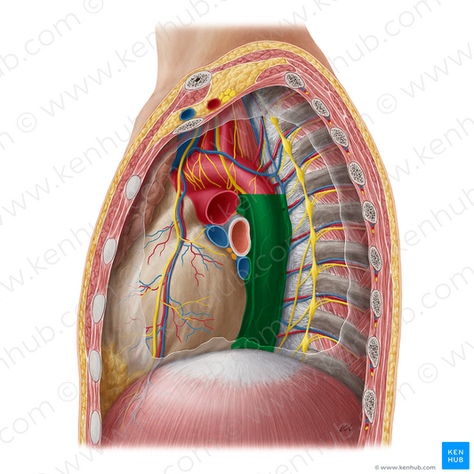 Posterior mediastinum (#16206)